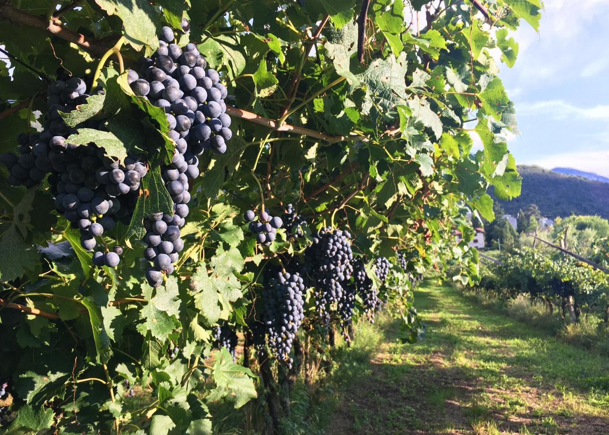 Willa 8 Grappoli Agritur Trydent Zewnętrze zdjęcie