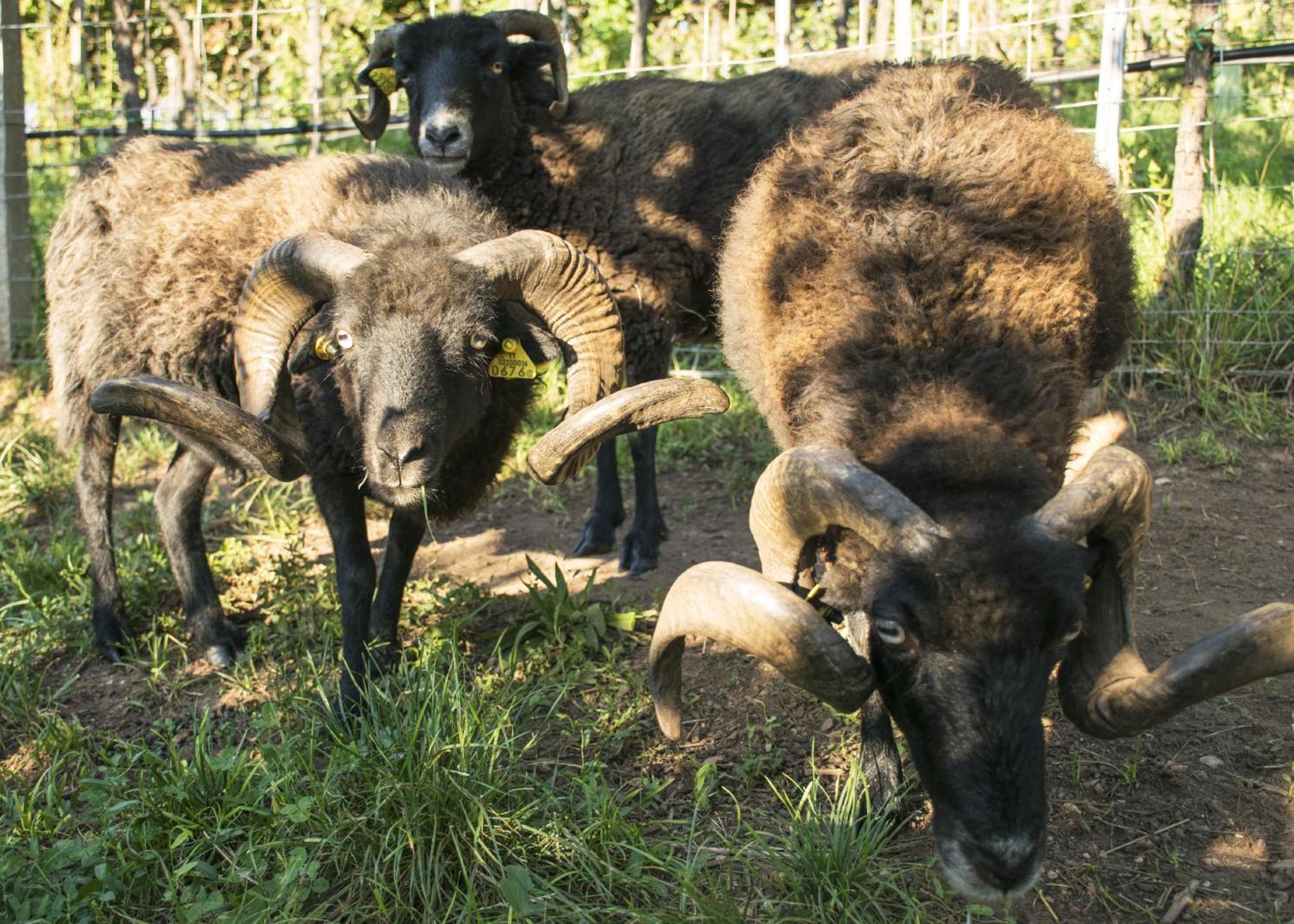 Willa 8 Grappoli Agritur Trydent Zewnętrze zdjęcie